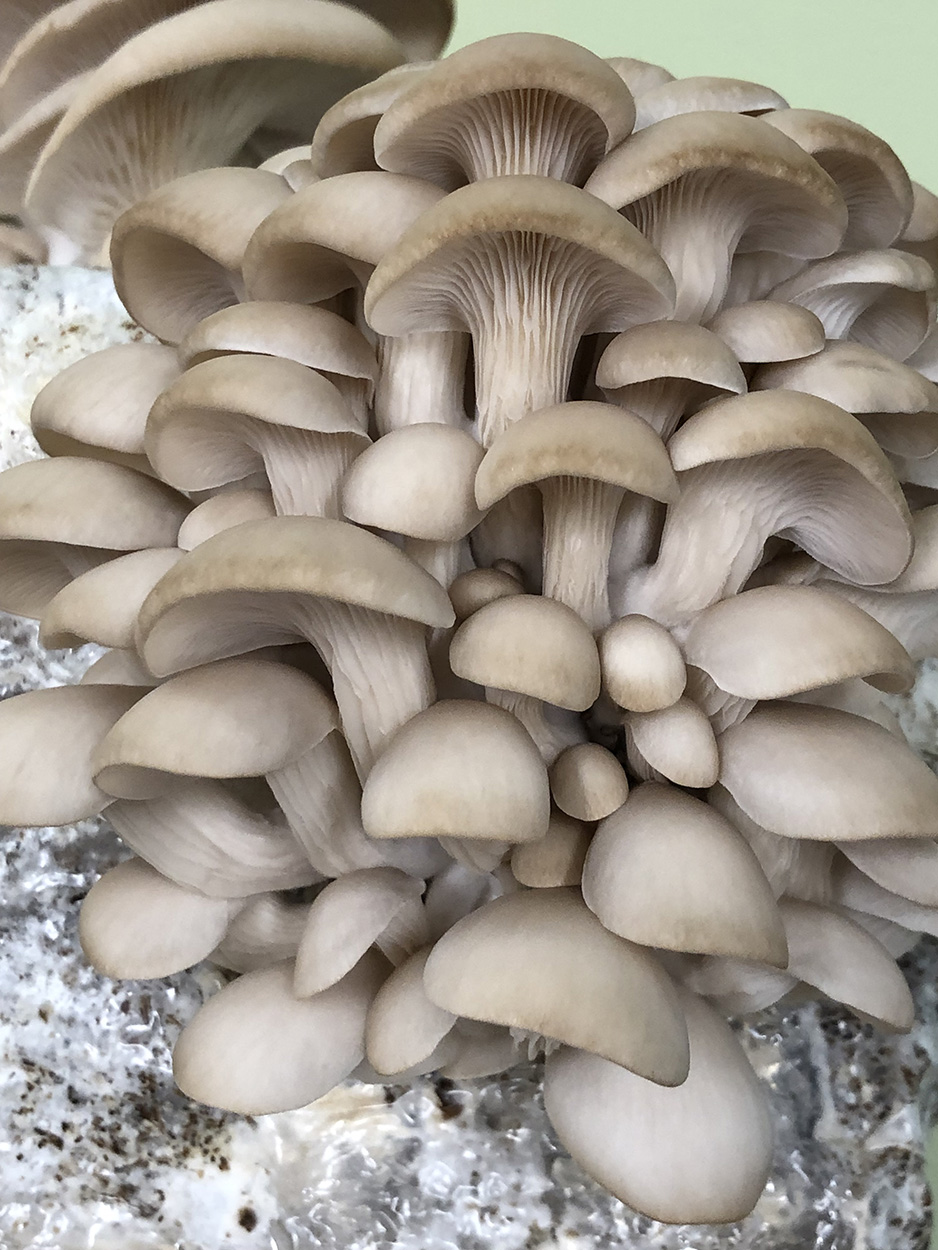 Oyster Mushroom Pleurotus Ostreatus