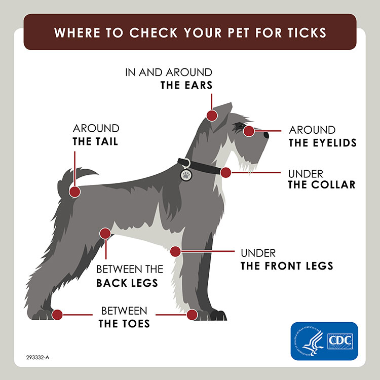 Preventing ticks on your pets