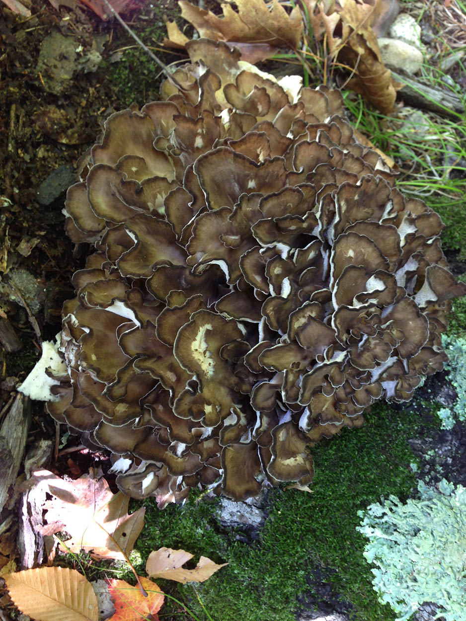 Hen of the Woods Grifola Frondosa