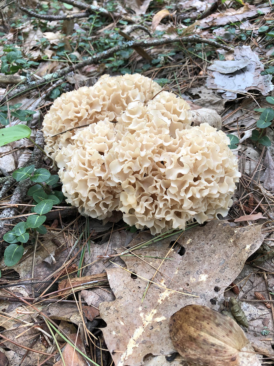 Cauliflower Mushroom Sparassis Americana