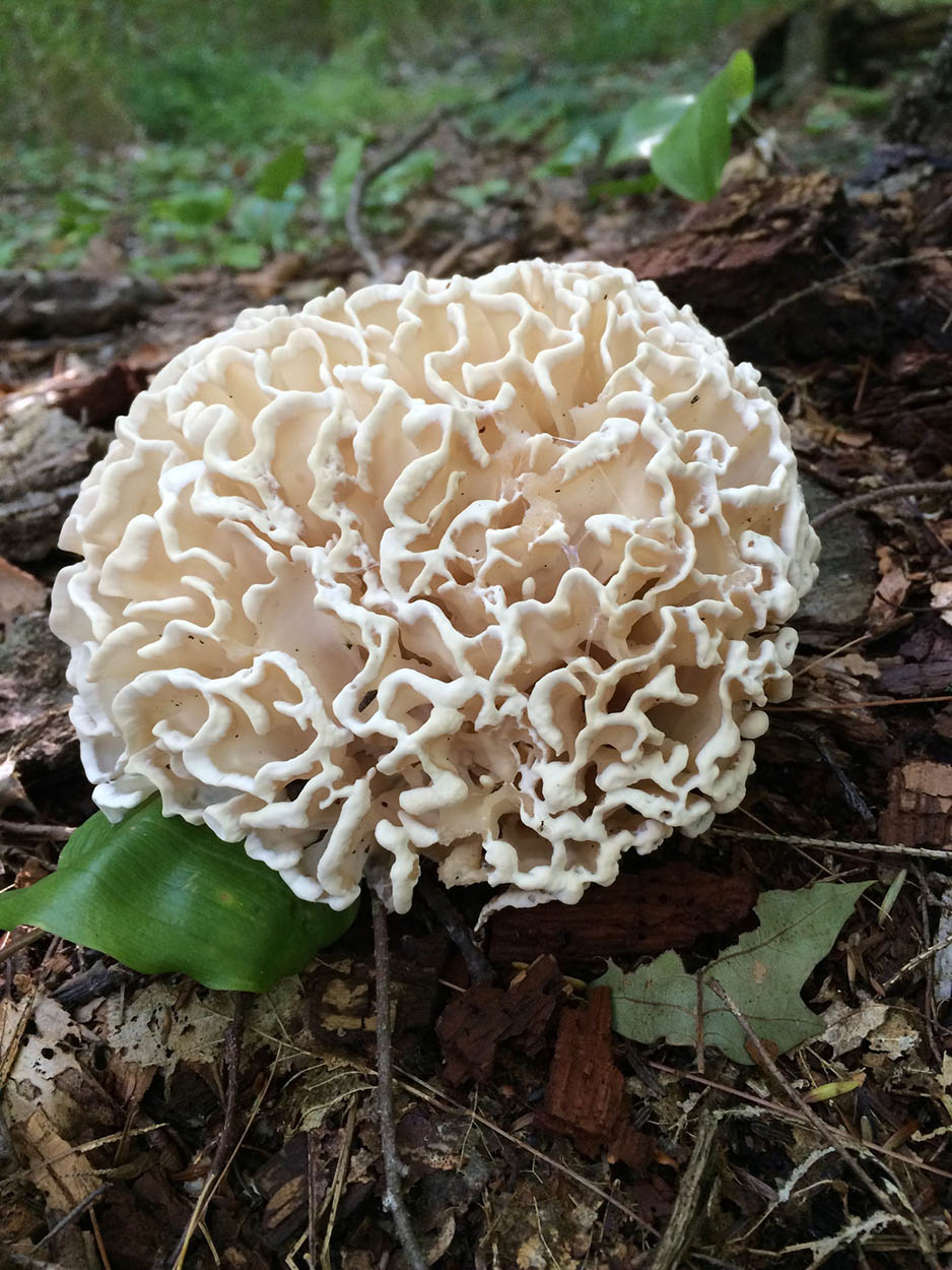 Cauliflower Mushroom Sparassis Spathulata