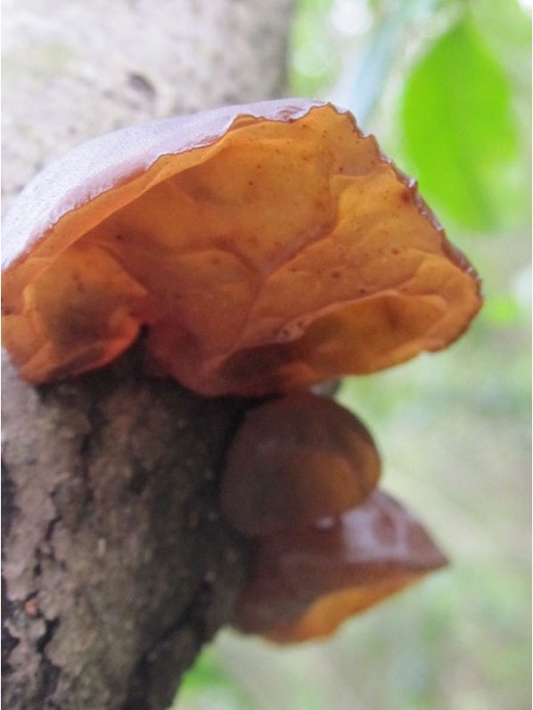 Picture of a Jelly Ear Auricularia americana mushroom