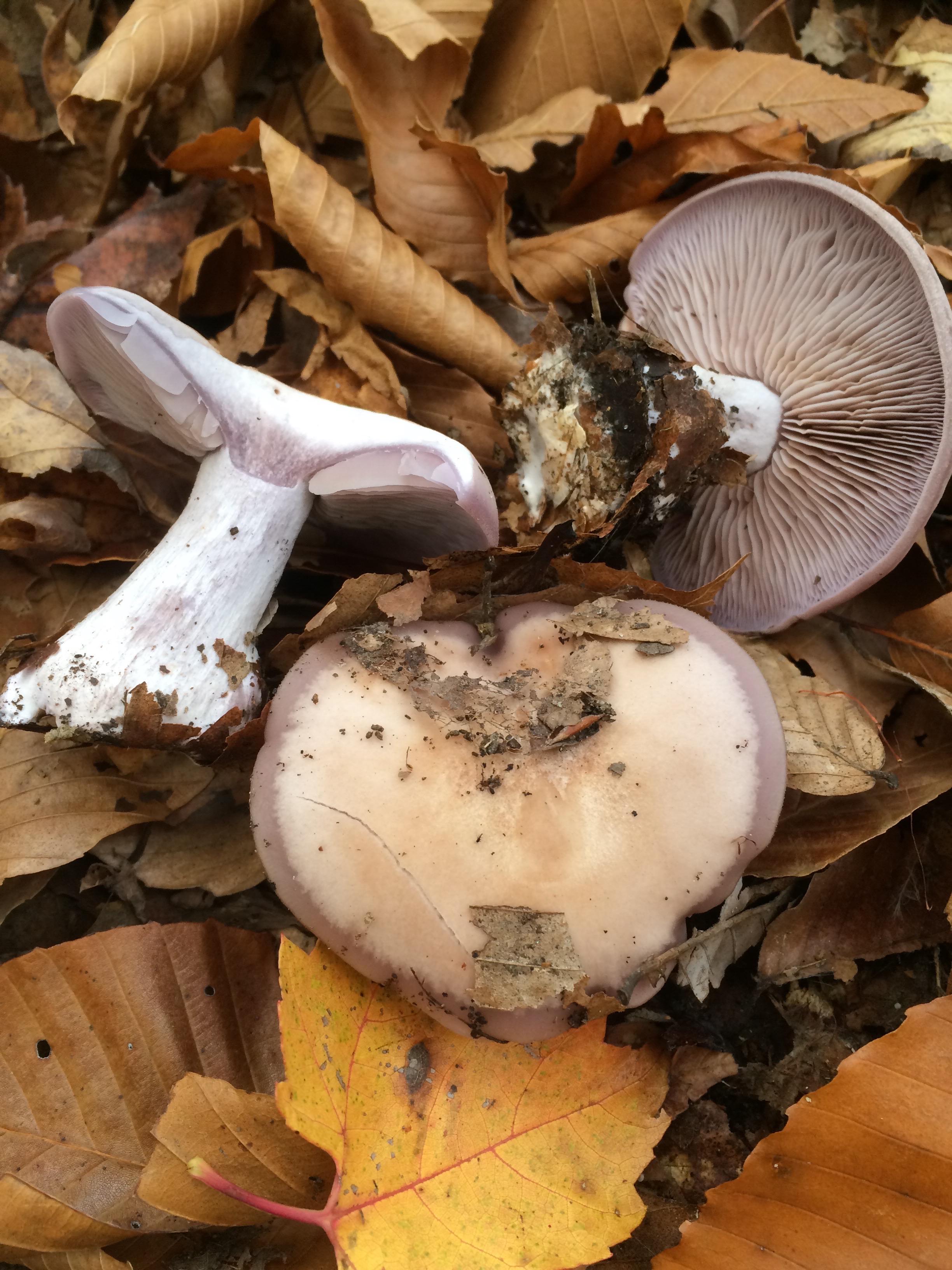 Picture of Blewit Lepista nuda mushroom