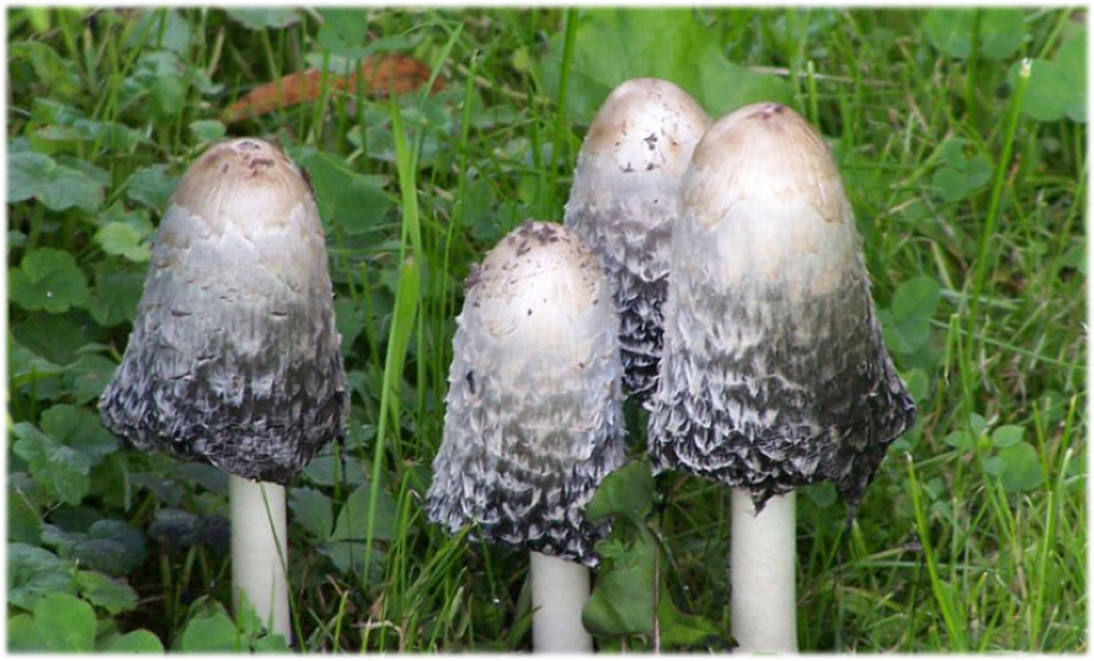 Picture of Shaggy Mane Coprinus comatus mushroom