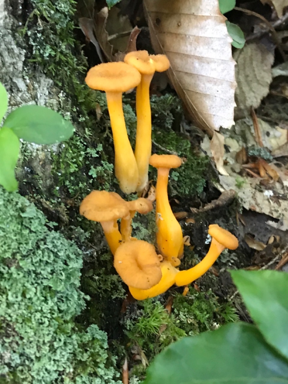 Picture of Trumpet Chanterelle Craterellus ignicolor mushroom
