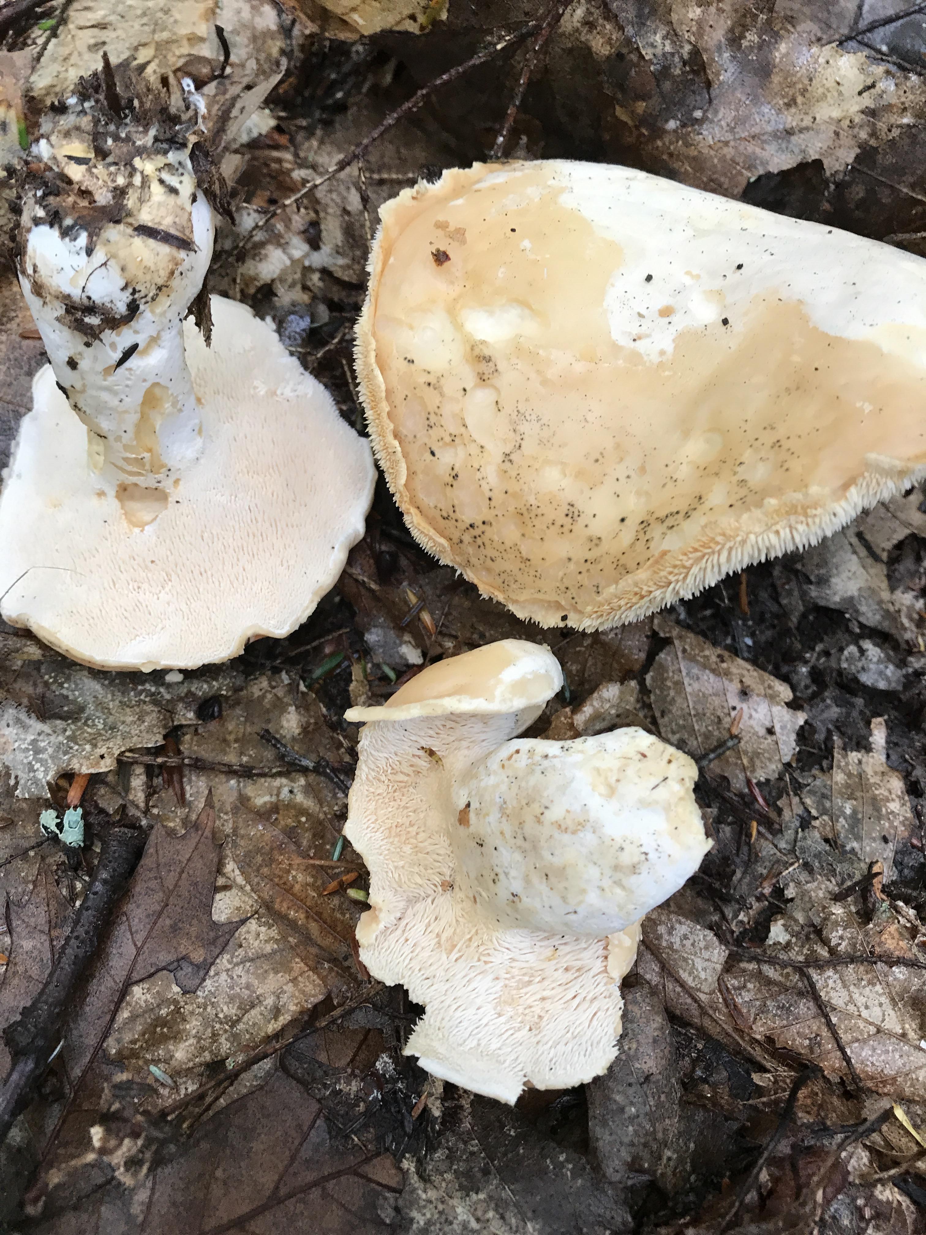Picture of a Sweet Tooth Hydnum repandum Group mushroom