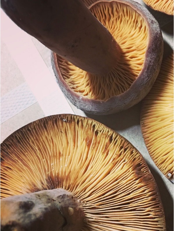 Picture of a Corrugated Cap Milky Lactifluus corrugis mushroom