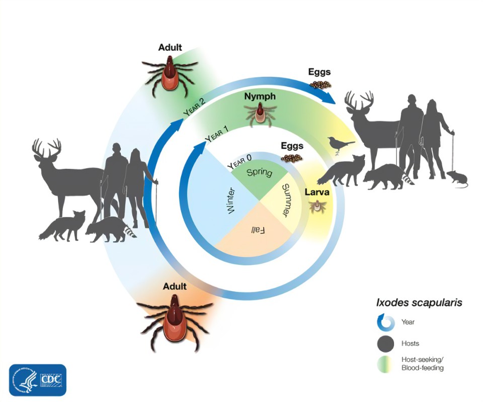How Ticks Spread Disease