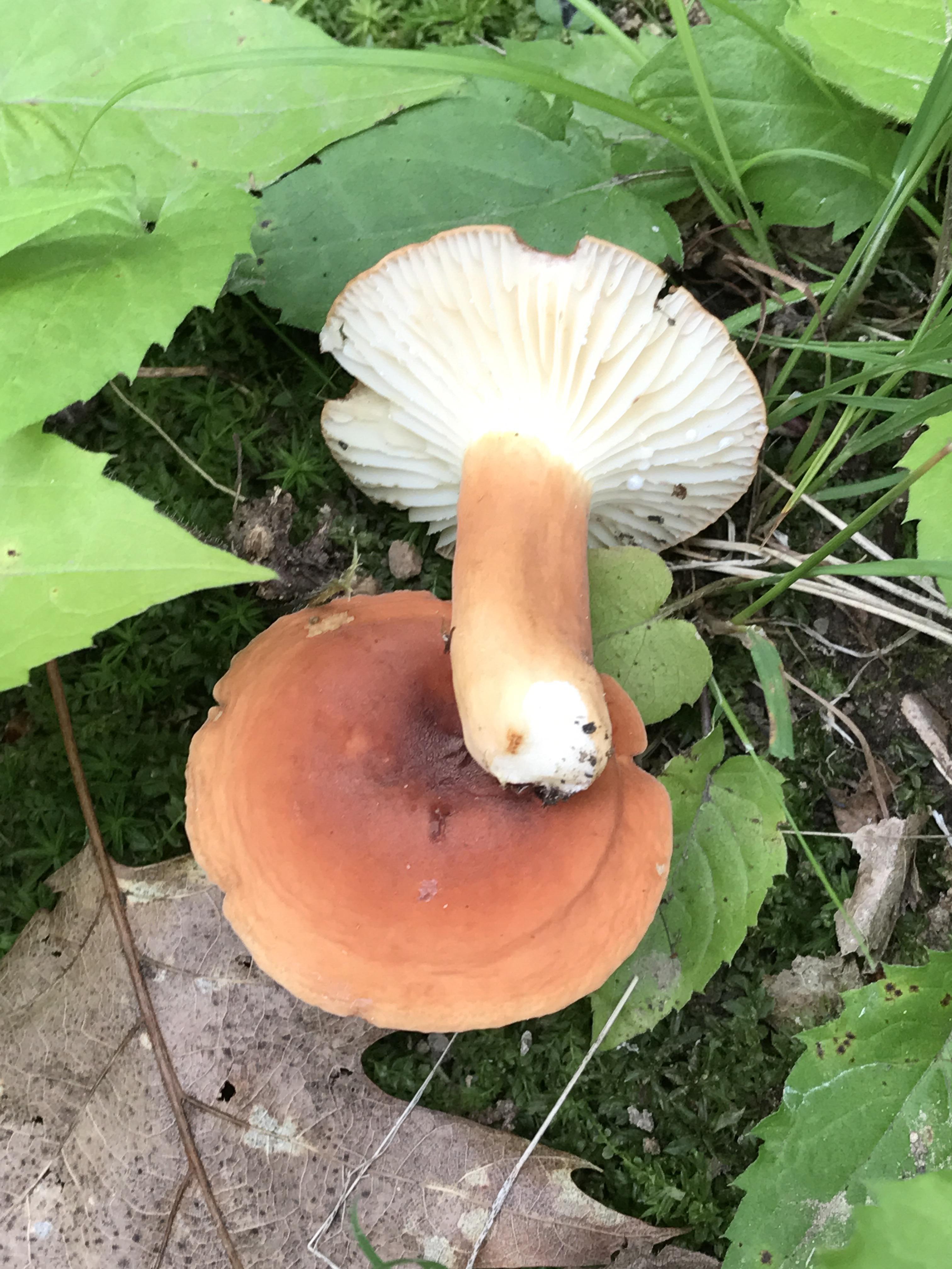 Picture of a Orange Milky Lactifluus hygrophoroides mushroom