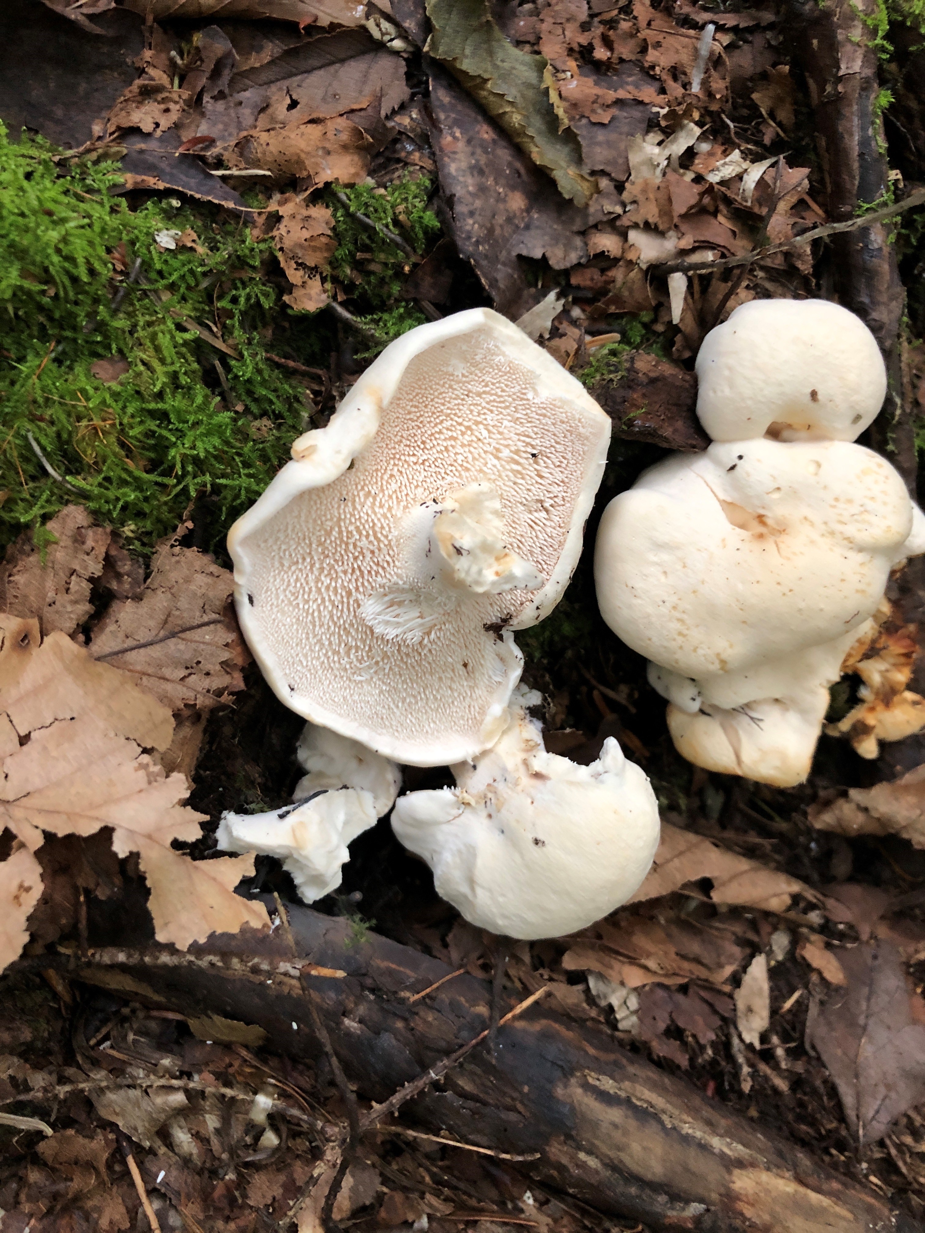 Picture of a White Hedgehog mushroom